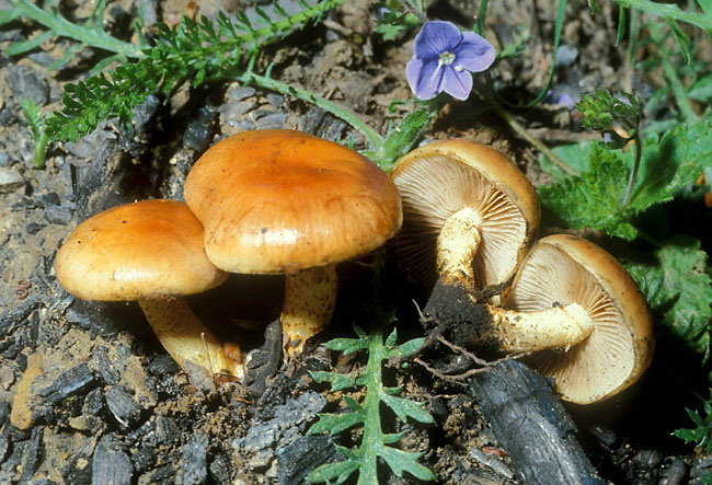 Pholiota highlandensis ( ex carbonaria)?